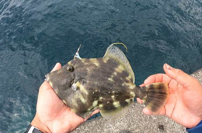 岸から釣ったカワハギ