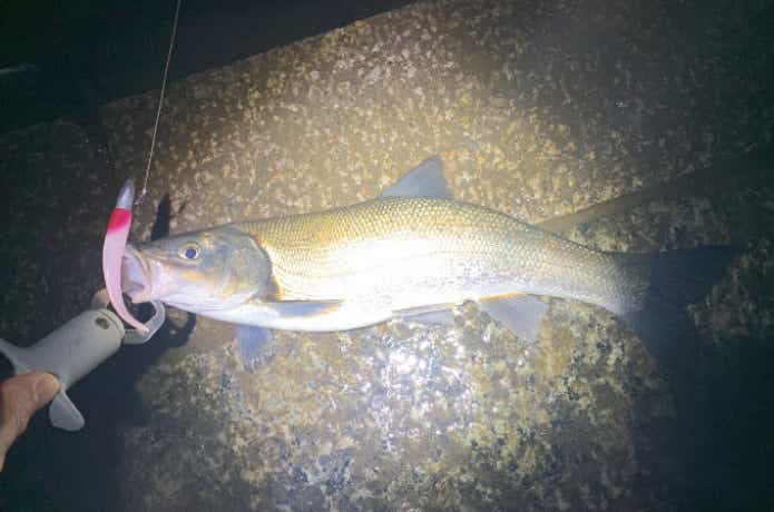 ミドルアッパーで釣ったウグイ
