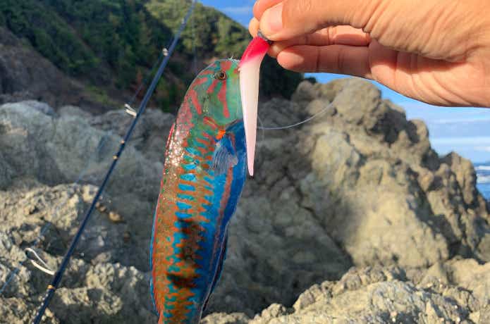 ミドルアッパーで釣ったベラ