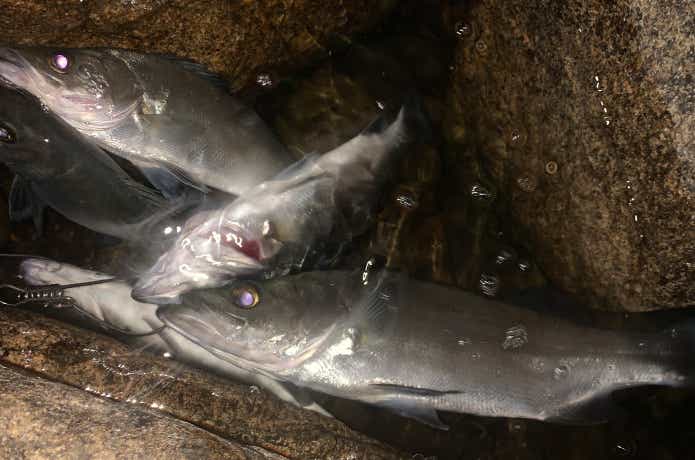ヒラセイゴ釣り