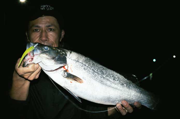 ミドルアッパーで釣ったヒラスズキ