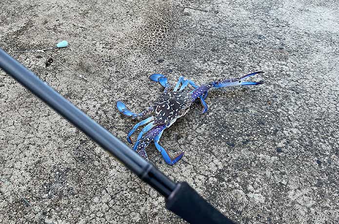 ファントムリベラリストで釣ったワタリガニ