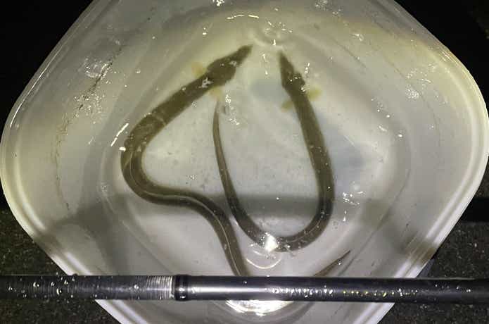 ファントムリベラリストで釣ったウナギ