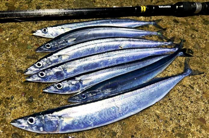 上等な 魚 玄界灘】落とし込み最新釣果 キーホルダー カーペンター