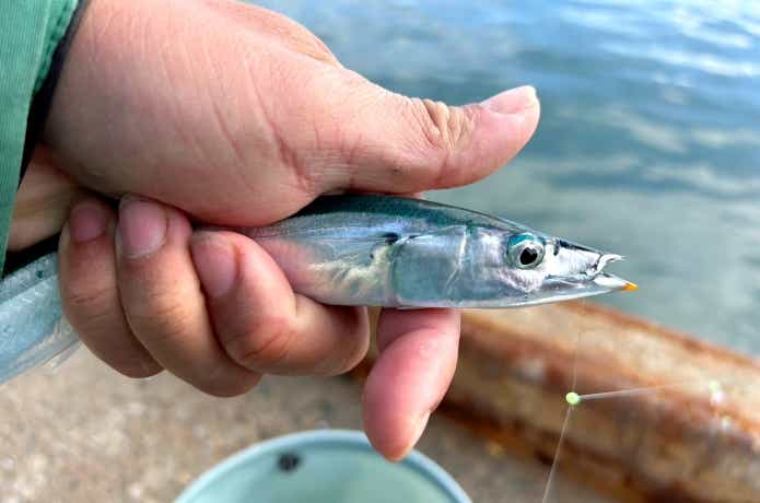 釣れたサンマ