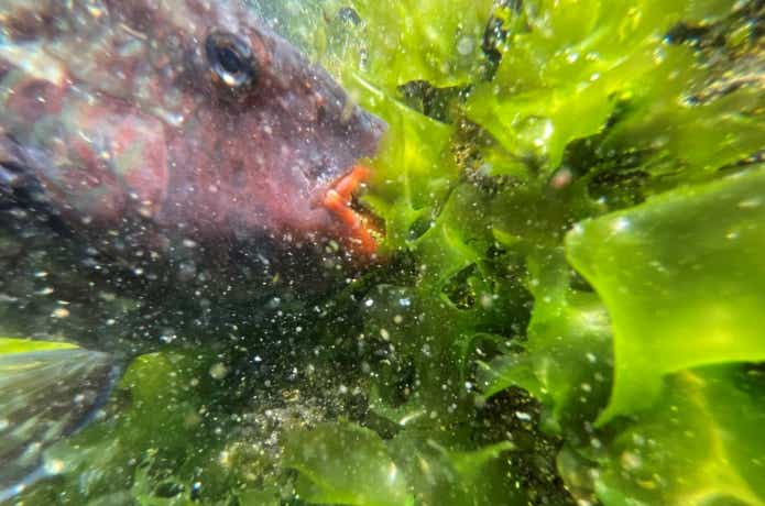 海藻を食べるブダイ