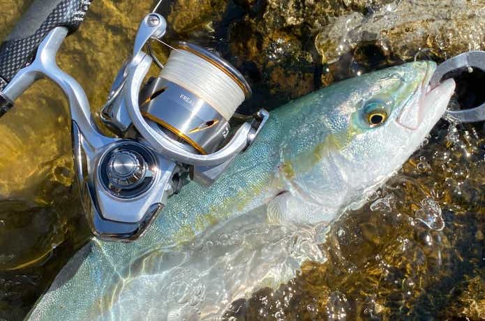 ショアジギングで釣った青物