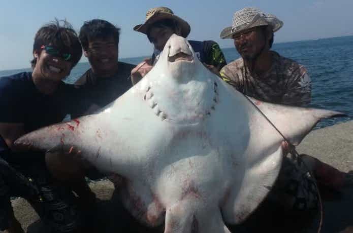 絶滅危惧種なのに駆除される、ナルトビエイという魚。