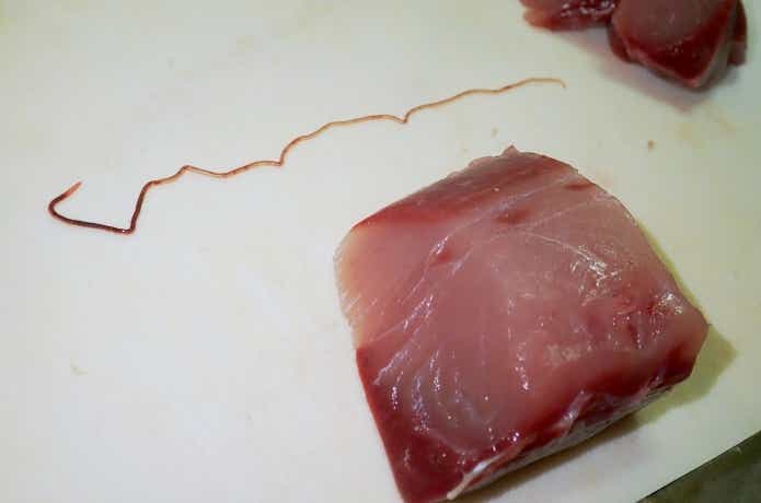 ブリ線虫