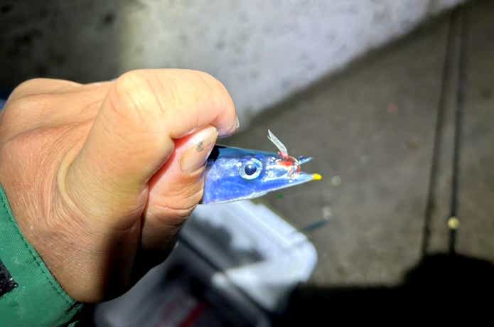 サビキで釣れたサンマ