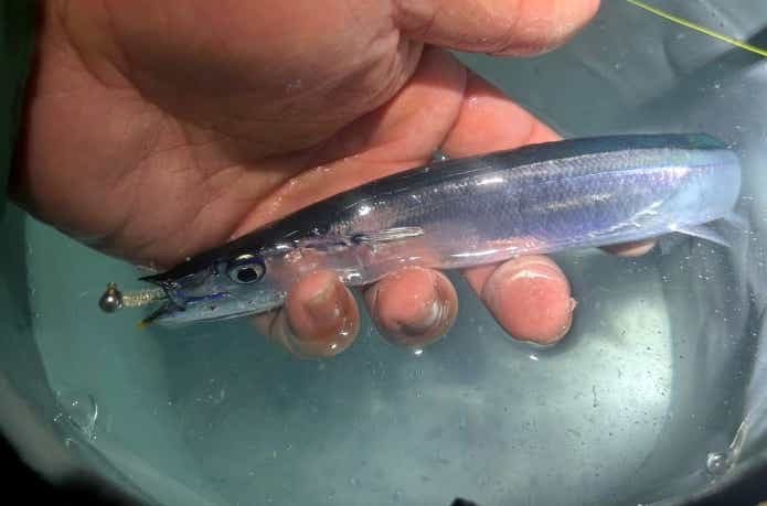 ルアーで釣れたサンマ