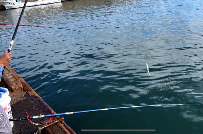 釣り上げられるサンマ