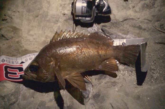 尺メバルの釣果