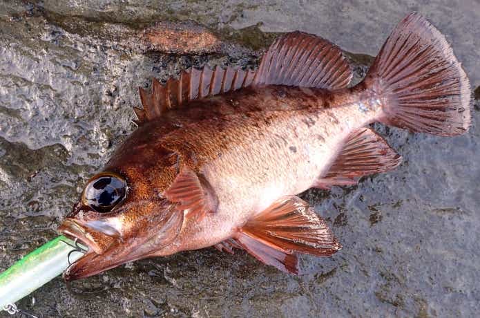 アカメバルの釣果