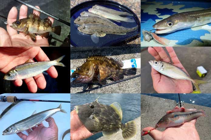 冬でも釣れる魚