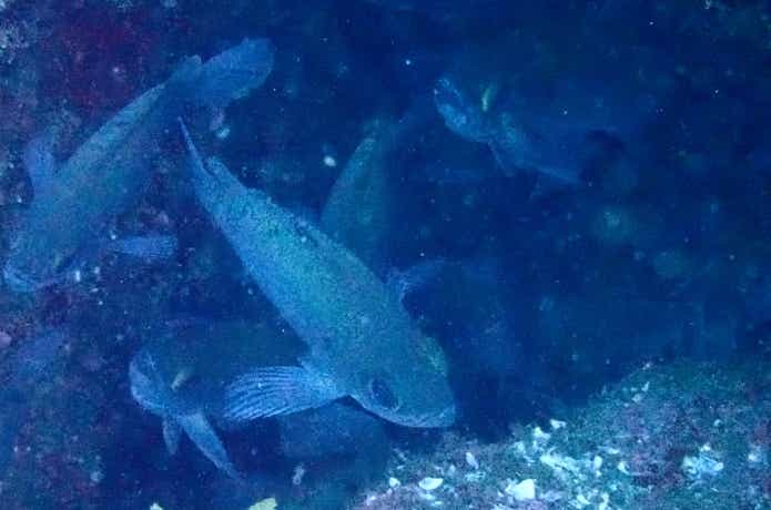 海中のクロメバル