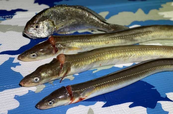 ブッコミ釣り