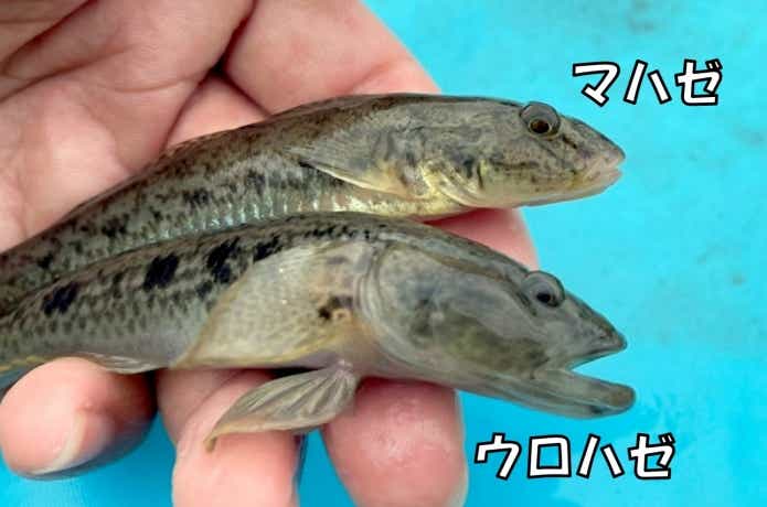 ウロハゼ