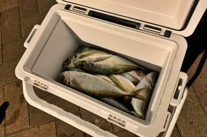 魚のサイズに合ったクーラー