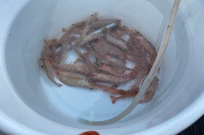 サンバソウ釣りのエサ