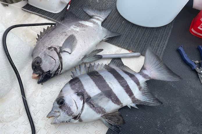 サンバソウを釣るコツ