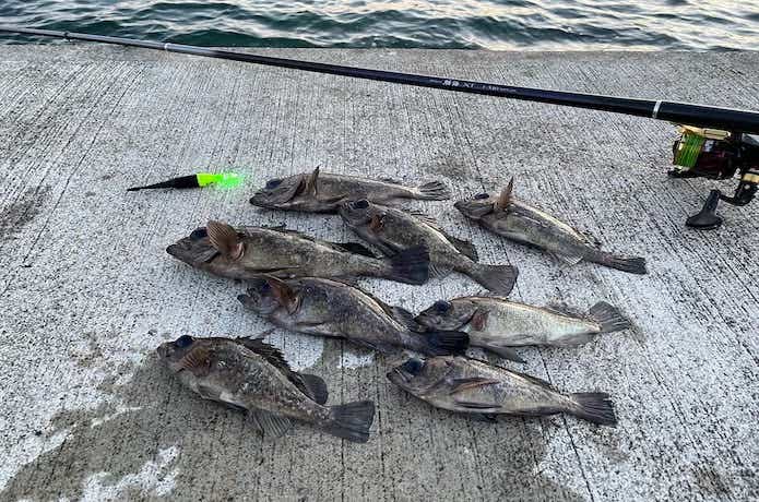 メバルのウキ釣り