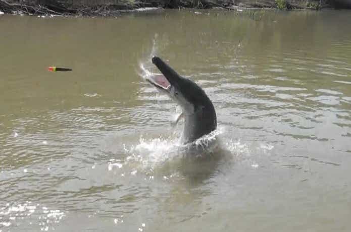 怪魚のジャンプ