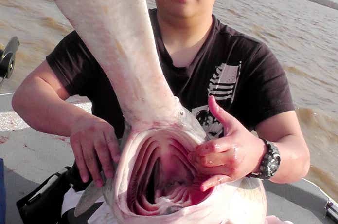 偏食魚