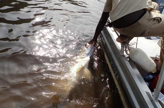 怪魚をランディング