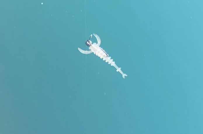 海中の月下美人ブレーキンビーム
