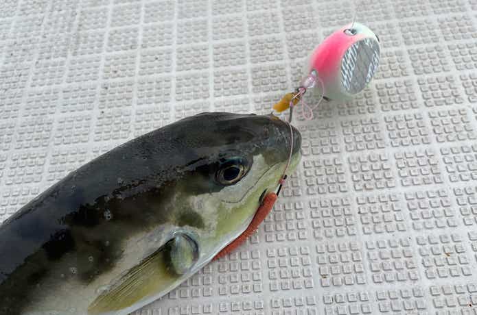 フグに噛み切られる