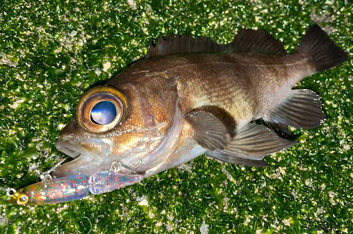 釣れたメバル