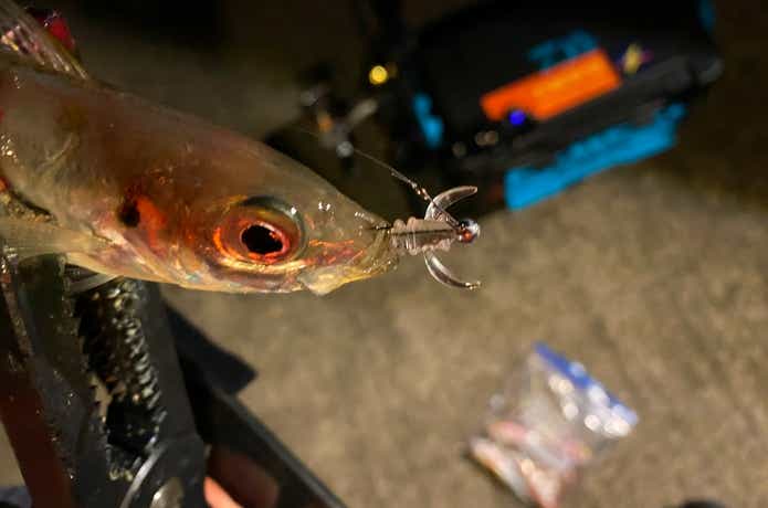 月下美人ブレーキンビームで釣った小アジ