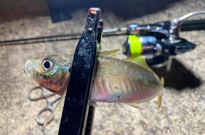 月下美人ブレーキンビームで釣ったアジ
