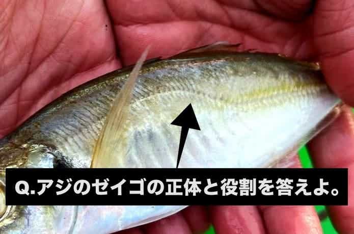 怪魚ハンターが贈るお魚クイズ｜思わず「へぇ〜」と言ってしまう解説を添えて。