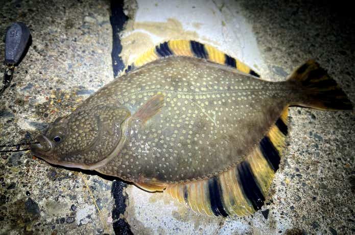 川に棲む不思議なカレイ。ヌマガレイ（カワガレイ）の生態と釣り方について