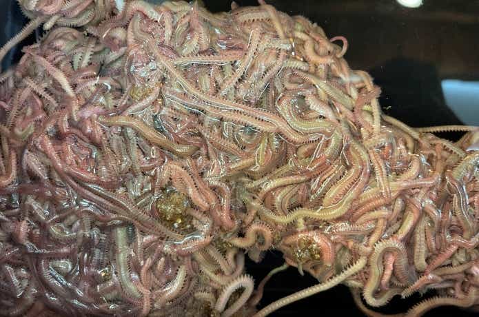 ヌマガレイが好んで捕食するアオイソメ