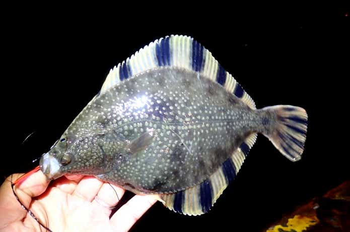 ヌマガレイは左に目がある