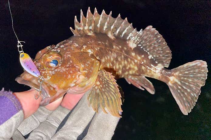 カサゴ