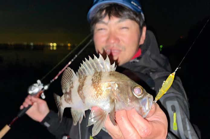 常夜レモンで釣れたメバル