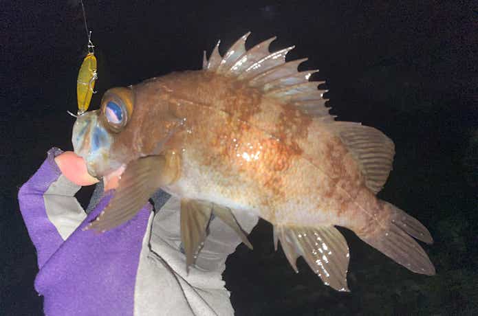 50Sで釣れたメバル