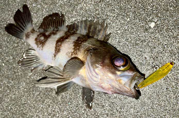 サーフで釣れたメバル