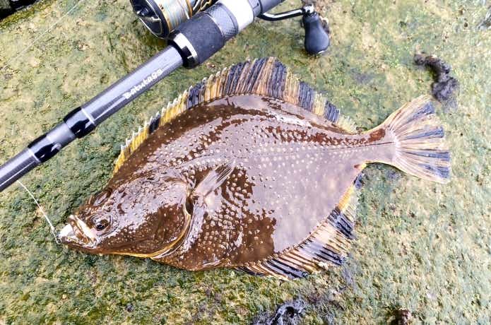 ヌマガレイは不味い臭いと言われる魚