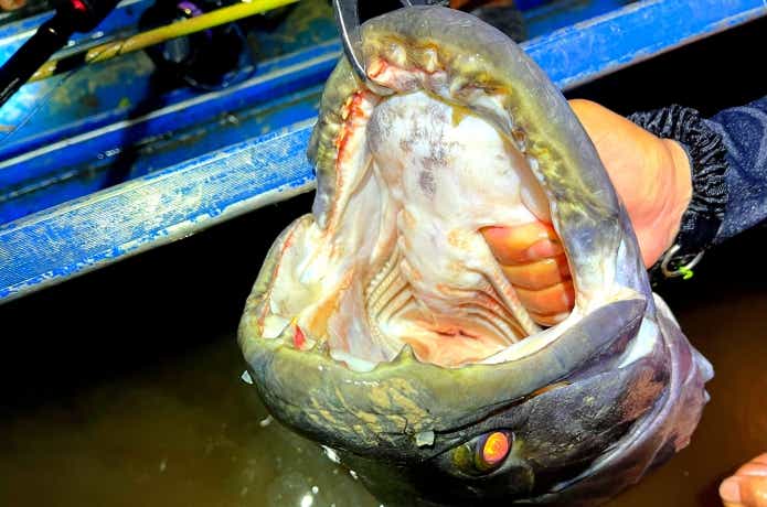 淡水シーラカンス”と称される怪魚タライロン。熱帯雨林の奥深く