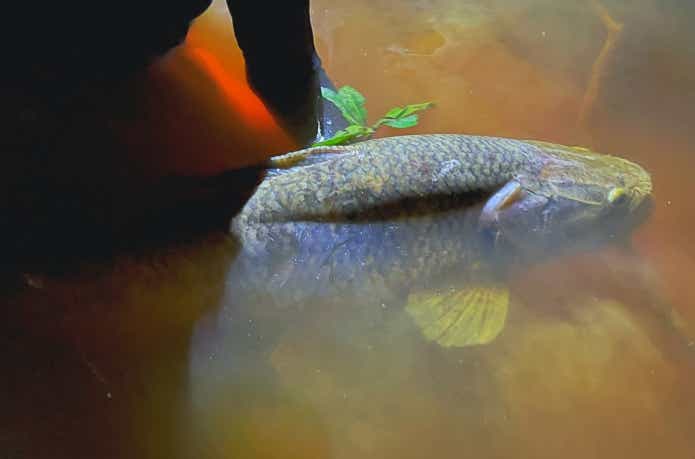 淡水シーラカンス”と称される怪魚タライロン。熱帯雨林の奥深くに楽園は存在した！ | TSURI HACK[釣りハック]