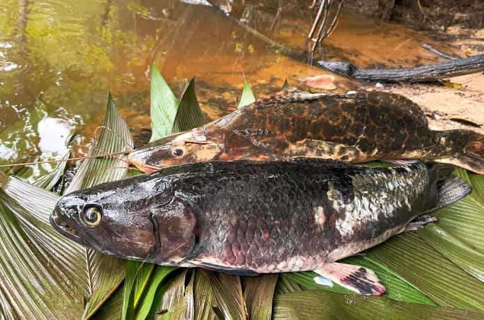 淡水シーラカンス”と称される怪魚タライロン。熱帯雨林の奥深くに楽園は存在した！ | TSURI HACK[釣りハック]