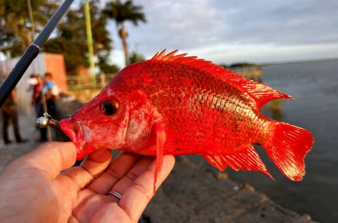 ニカラグア湖で釣れたレッドデビルシクリッド