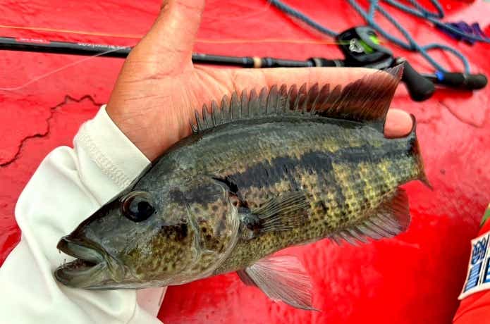 ドビーシクリッドの幼魚