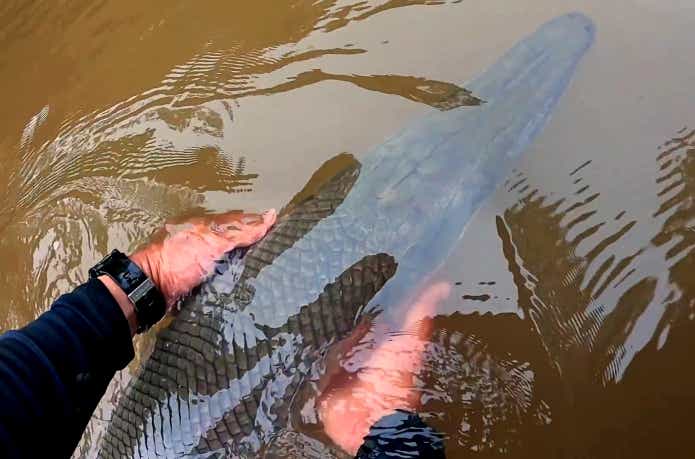 未だ生き残る“1億年前の魚”を追う！中米釣行記＜前編＞ | TSURI