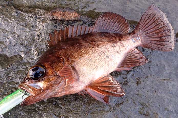 アカメバルはどうやって見分ける？生態・釣り方・見分け方について